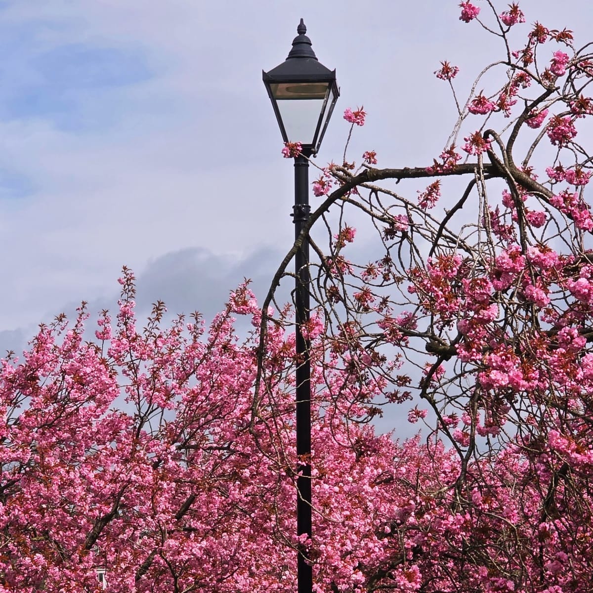 The Cherry Blossoms of Harrogate
