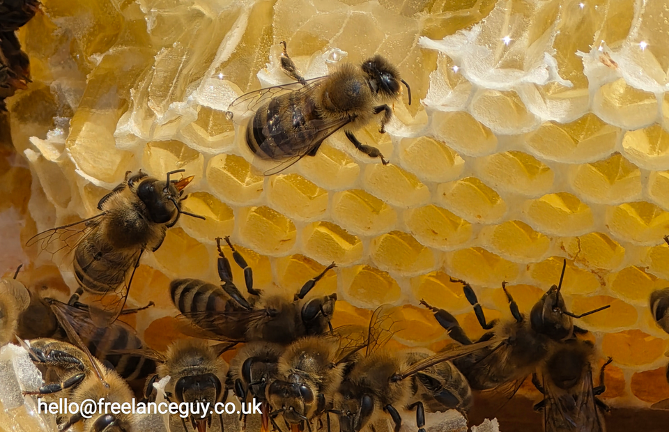 Beeking with Meltonby Honey